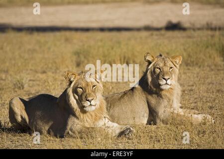 jeunes lions Banque D'Images