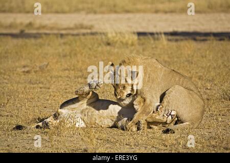 jeunes lions Banque D'Images