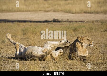 jeunes lions Banque D'Images