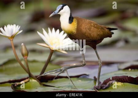 jacana à poitrine Banque D'Images