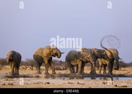 Les éléphants d'afrique Banque D'Images