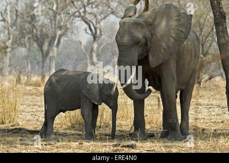 Les éléphants d'afrique Banque D'Images