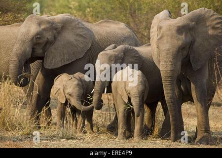 Les éléphants d'afrique Banque D'Images