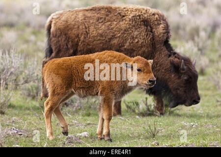 bisons américains Banque D'Images