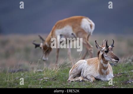 Les antilopes pronghorn Banque D'Images