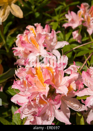 Rhododendron coloré fleurs à Lea Gardens, Lea,Derbyshire, Royaume-Uni. Banque D'Images