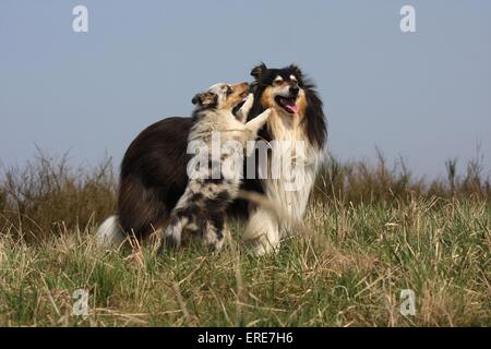 Collie Sheltie et Banque D'Images