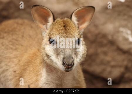 Wallaby Banque D'Images