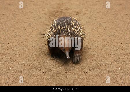 échidné Banque D'Images