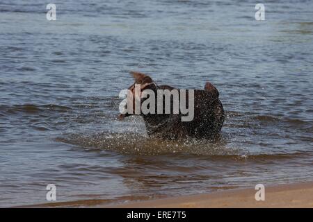 Brown Labrador Retriever Banque D'Images