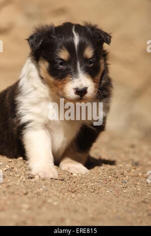 Chiot berger Shetland Banque D'Images