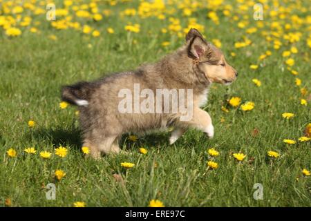 Chiot berger Shetland Banque D'Images