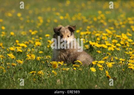 Chiot berger Shetland Banque D'Images