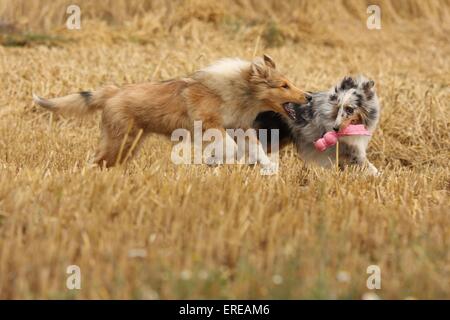 jouer les chiens Banque D'Images