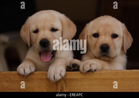 Labrador Retriever Puppies Banque D'Images