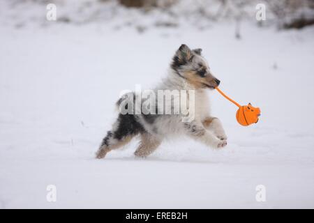 Jouer Shetland Sheepdog chiot Banque D'Images