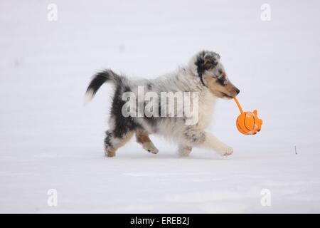 Jouer Shetland Sheepdog chiot Banque D'Images