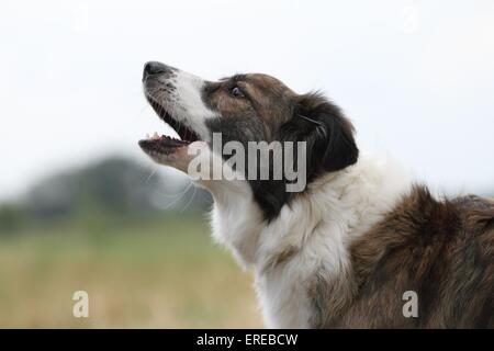 Portrait de Border Collie Banque D'Images