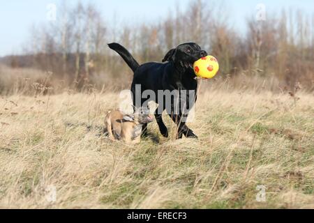 jeu de 2 chiens Banque D'Images