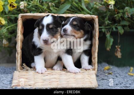 Chiots Shetland Sheepdog Banque D'Images