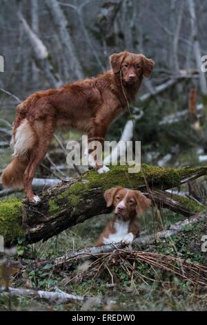 Nova Scotia Duck Tolling Retriever Banque D'Images