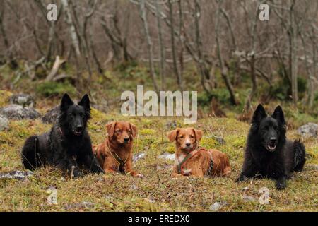 4 chiens Banque D'Images