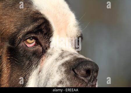 Saint Bernard eye Banque D'Images