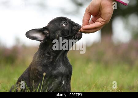 Bouledogue Français Portrait Banque D'Images