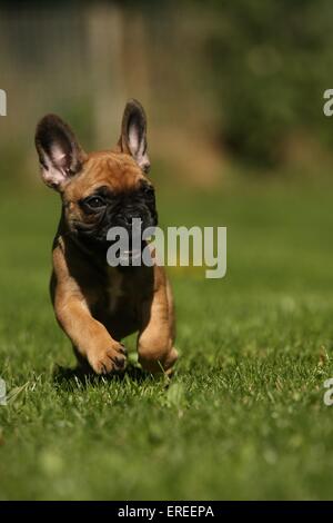 Chiot Bouledogue Français Banque D'Images