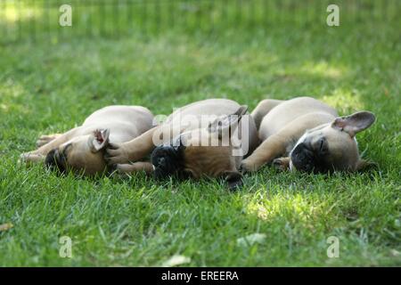 Chiots Bouledogue Français Banque D'Images