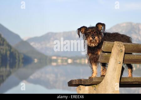 Mongrel Banque D'Images