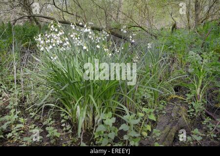 Flocon d'été / lily (Leucojum aestivum Loddon) touffe floraison dans l'humidité, des bois de la rivière, Wiltshire, Royaume-Uni, avril. Banque D'Images