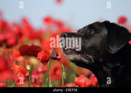 Labrador Retriever Portrait Banque D'Images