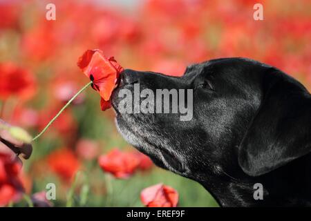 Labrador Retriever Portrait Banque D'Images