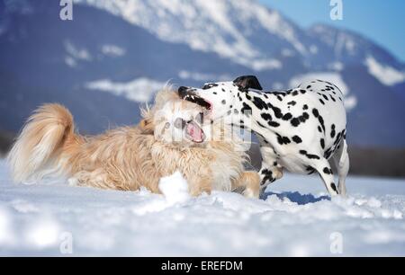 2 chiens Banque D'Images