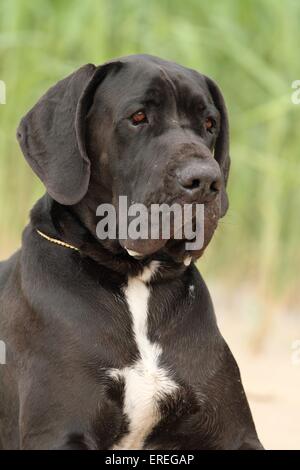 Portrait du Dogue Allemand Banque D'Images