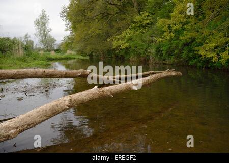 Willow arbre abattu et la plupart de son écorce enlevée par le castor d'Eurasie (Castor fiber) sur les rives de la rivière La Loutre, Devon. Banque D'Images