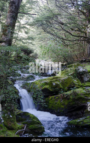 Petite chute d'eau et en forêt, Mont Nicholas, Central Otago, île du Sud, Nouvelle-Zélande Banque D'Images