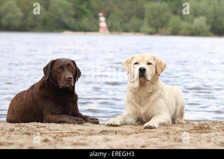 Labrador Retriever couché Banque D'Images