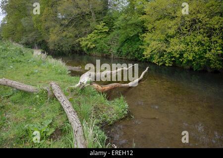 Willow arbre abattu et la plupart de son écorce enlevée par le castor d'Eurasie (Castor fiber) sur les rives de la rivière La Loutre, Devon. Banque D'Images