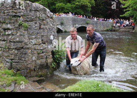 Les moutons sont trempées dans la rivière Wye Ashford au-dans-l-eau par Sheepwash pont dans le parc national de Peak District, Derbyshire, Royaume-Uni Banque D'Images