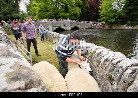 Les moutons sont trempées dans la rivière Wye Ashford au-dans-l-eau par Sheepwash pont dans le parc national de Peak District, Derbyshire, Royaume-Uni Banque D'Images