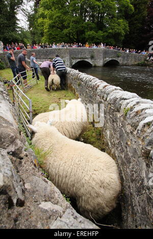 Les moutons sont trempées dans la rivière Wye Ashford au-dans-l-eau par Sheepwash pont dans le parc national de Peak District, Derbyshire, Royaume-Uni Banque D'Images