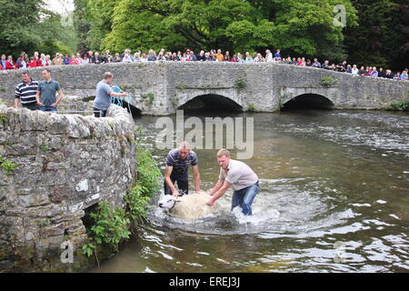 Les moutons sont trempées dans la rivière Wye Ashford au-dans-l-eau par Sheepwash pont dans le parc national de Peak District, Derbyshire, Royaume-Uni Banque D'Images