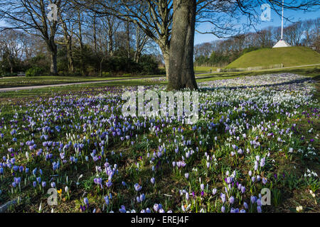 Purple crocus sous un arbre dans le Duthie Park. Banque D'Images