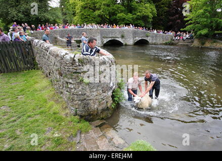 Les moutons sont trempées dans la rivière Wye Ashford au-dans-l-eau par Sheepwash pont dans le parc national de Peak District, Derbyshire, Royaume-Uni Banque D'Images