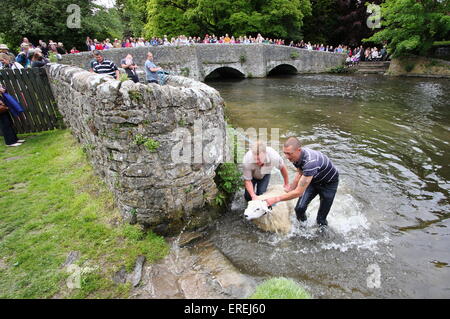 Les moutons sont trempées dans la rivière Wye Ashford au-dans-l-eau par Sheepwash pont dans le parc national de Peak District, Derbyshire, Royaume-Uni Banque D'Images