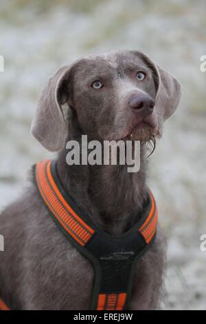 Le slovaque chien d'arrêt à poil portrait Banque D'Images