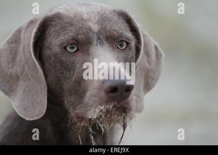 Le slovaque chien d'arrêt à poil portrait Banque D'Images