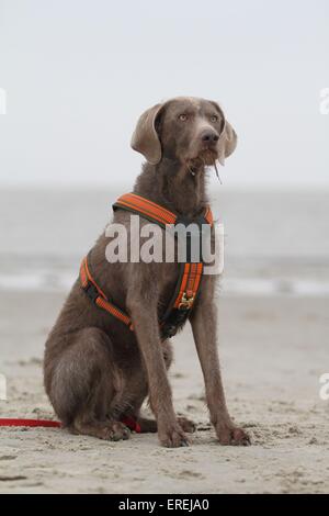 Assis Slovakian chien d'arrêt à poil dur Banque D'Images